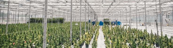 Investment opportunities in the cultivation of medical cannabis